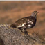 Ptarmigan