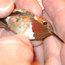 Rufous Hummingbird
