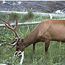 Elk in  Summer Coat