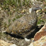 Ptarmigan