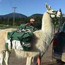 A Working Llama