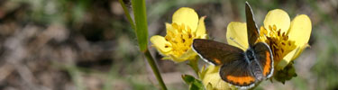 a photo of a Melissa Blue butterfly
