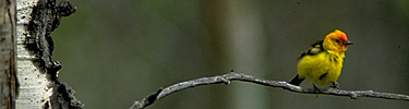 a photo of a western red tanager bird