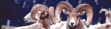 a photo of bighorn rams with full curls