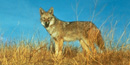a photo of a coyote a photo of a coyote
