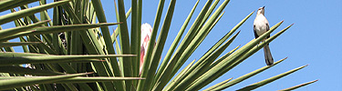 Mockingbird perched on yucca