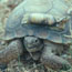 Small radio transmitters track tortoises