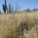 Buffelgrass choking out Saguaros