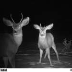 SAPU Wildlife Camera image