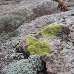 Lichen at Sunset Crater.