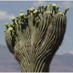 crested saguaro in bloom
