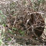 bee swarm