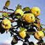 The historic mission orchard