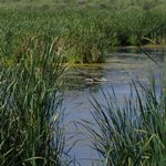 Tavasci Marsh at Tuzigoot NM