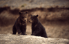 Bear Cubs Bear Cubs