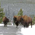 A herd of bison