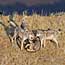 Wolf Info