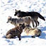 Wolves in Yellowstone