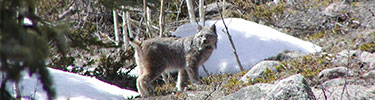 lynx