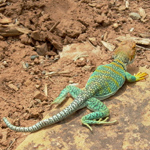Image of collared lizard on rock.