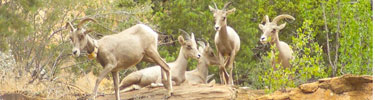 Desert Bighorn Sheep