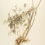 Bromus tectorum (cheatgrass)