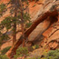 Double Pine Arch