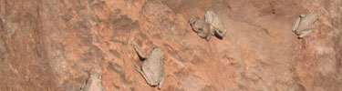 Canyon Tree Frogs
