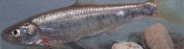 Virgin River Spinedace