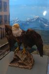 Stuffed Eagle on display in Peale's Museum