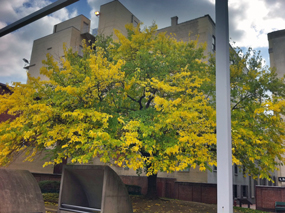 Franklin Court in the fall