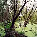 plants and trees growing in an area recently filled with water