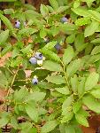 bushes with small blue berries and gren leave