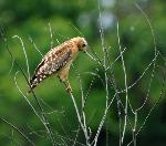 Red Shouldered Hawk