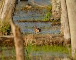 Blue Wing Teal (2)