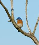 Blue Bird