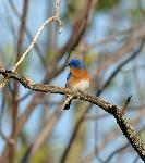 Blue Bird (2)