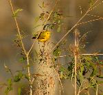 Yellow Warbler
