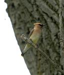 Cedar Waxwing