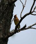 Cedar Waxwing