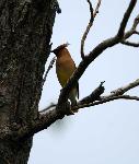 Cedar Waxwing (3)