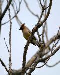 Cedar Waxwing (4)