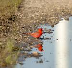 Cardinal