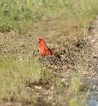 Cardinal (2)