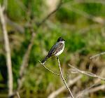 Eastern King Bird