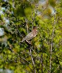 Green Heron