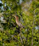 Green Herons (2)