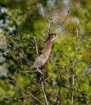 Green Herons (3)