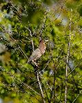 Green Herons (4)