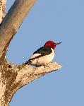 Red Headed Woodpecker